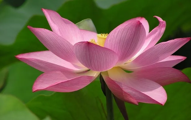 蓮の花